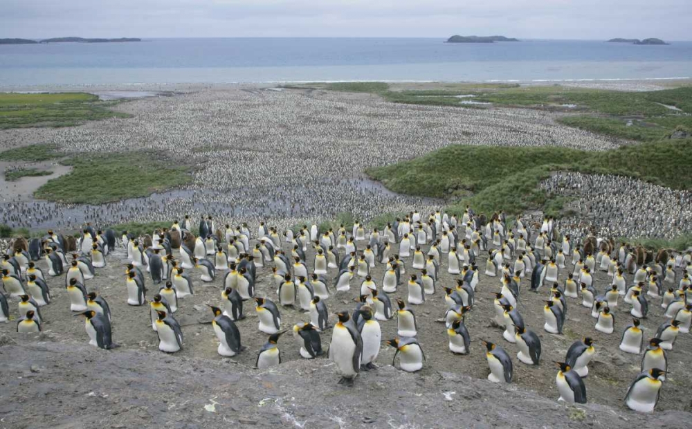 South Georgia Island King penguin colony